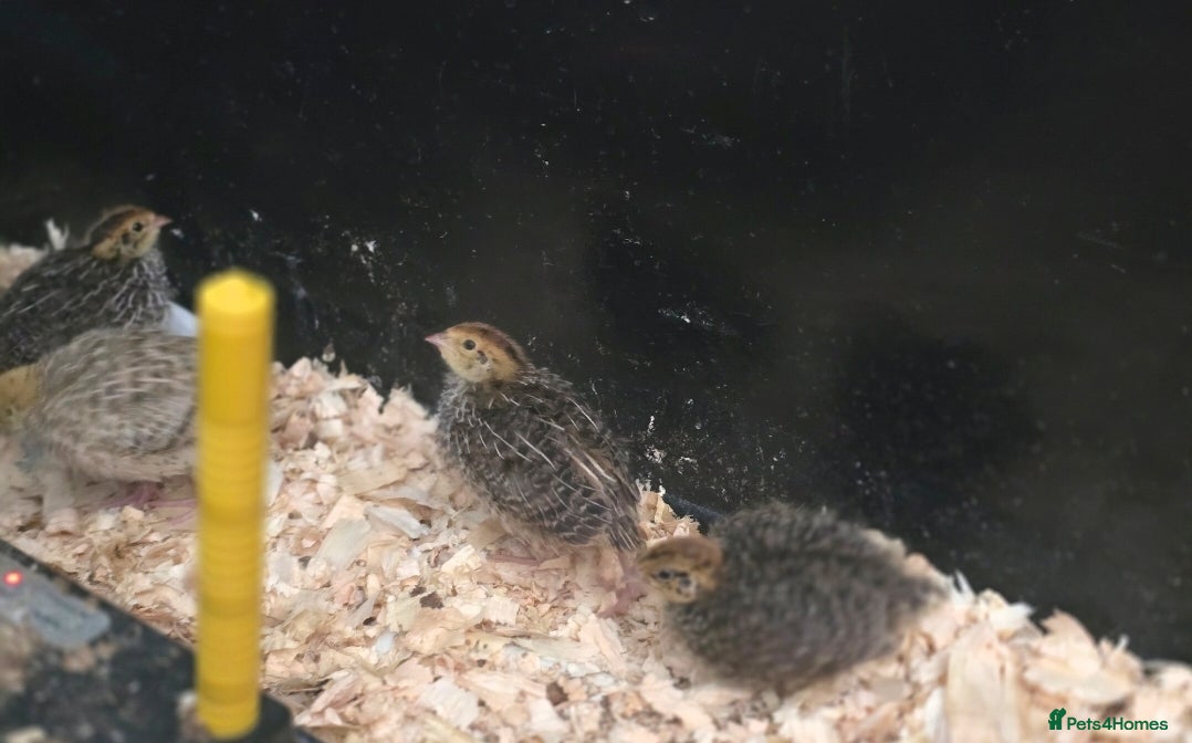 Quail poultry for sale: Quails for sale (courtnix) - Advert 2