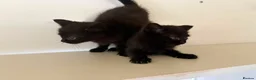 Mixed Breed cats for sale: Kittens available  - Advert 5