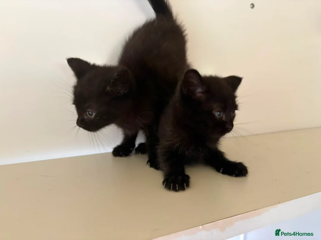 Mixed Breed cats for sale: Kittens available  - Advert 5