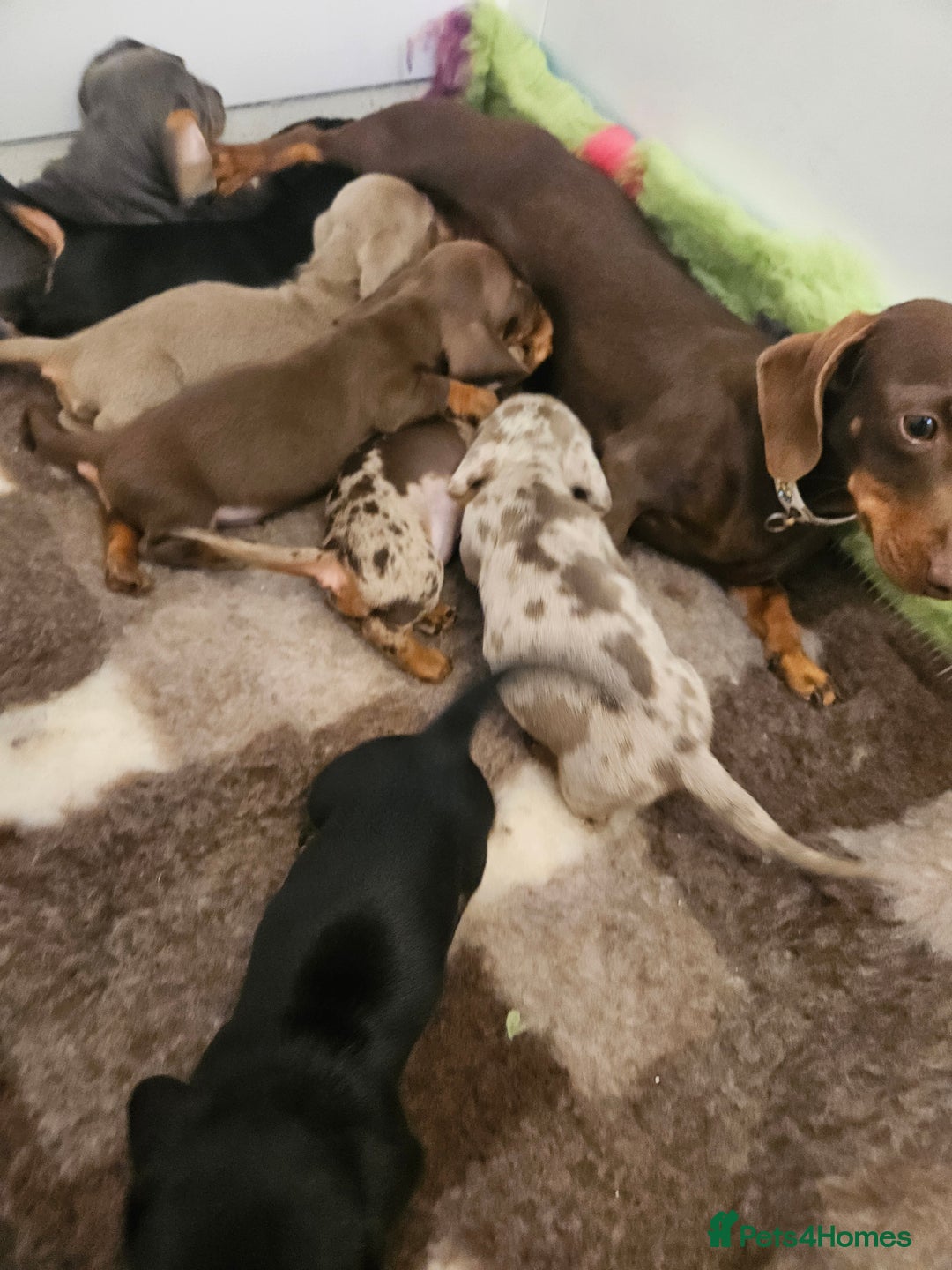 Miniature Dachshund dogs for sale: Kc registered miniature Dachshund puppies  - Image 17