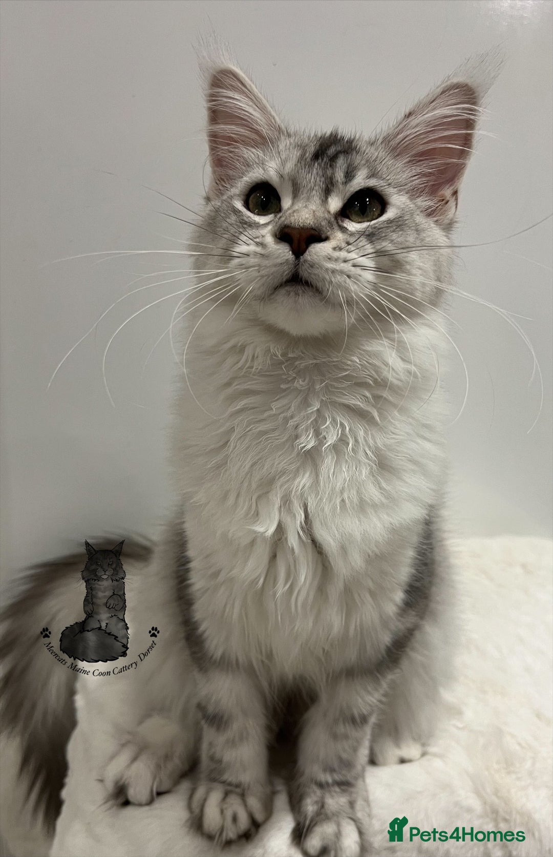 Maine Coon cats for sale: TICA Black silver tabby girl active Maine Coon  - Advert 2