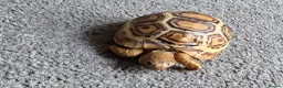 Tortoise reptiles for sale:  leopard tortos - Advert 2