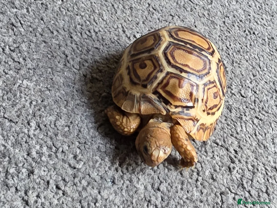 Tortoise reptiles for sale:  leopard tortos - Advert 2
