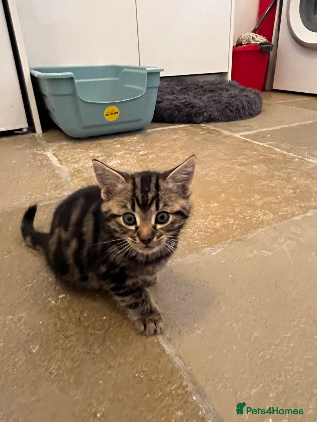 Mixed Breed cats for sale: Stunning cream tabby girl & 2 tabby boy kittens - Image 7