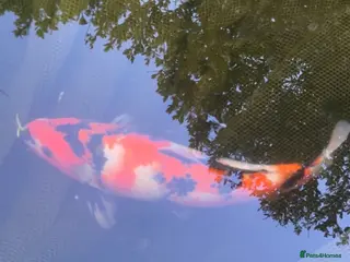 Koi Carp fish 1x40cm Asagi - Advert 9