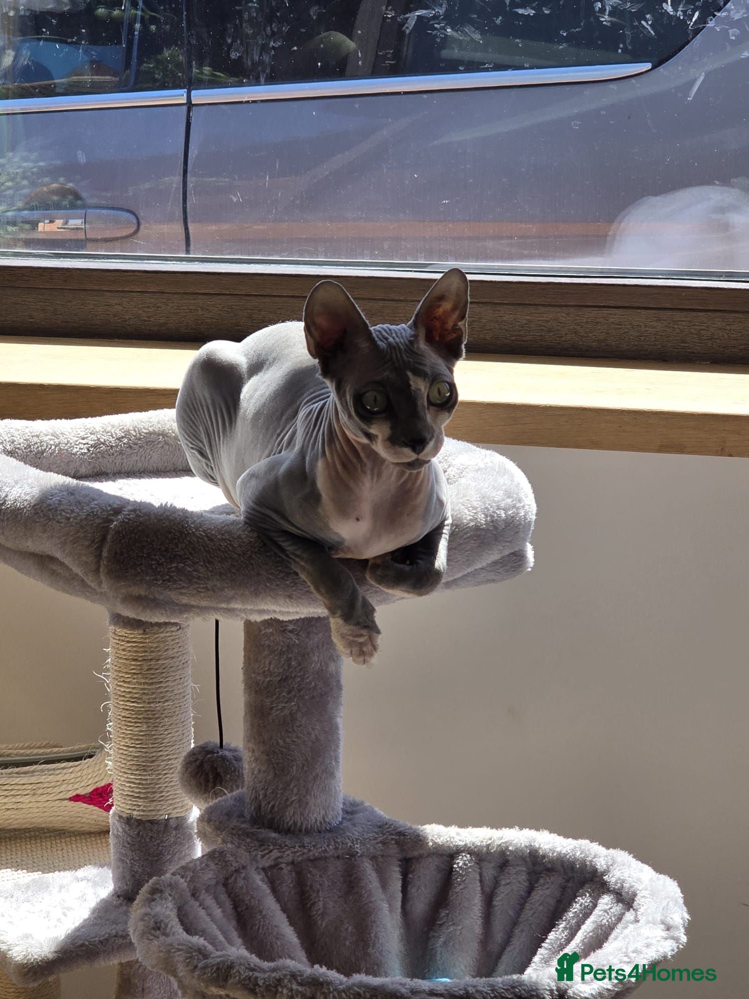 Sphynx cats sphynx cat for sale - Advert 5