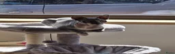 Sphynx cats for sale: sphynx cat for sale in Leeds - Advert 1