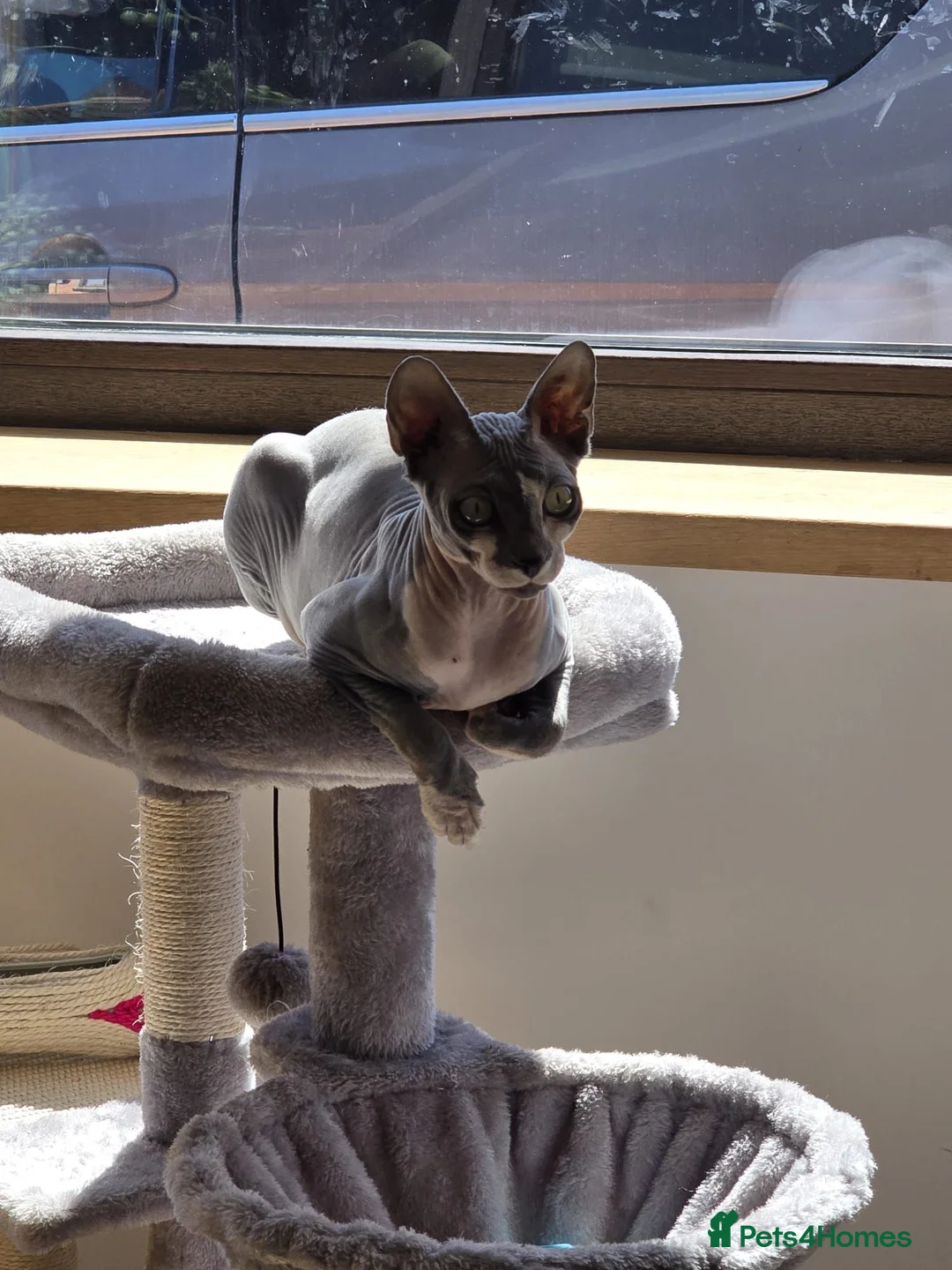 Sphynx cats for sale: sphynx cat for sale in Leeds - Advert 1