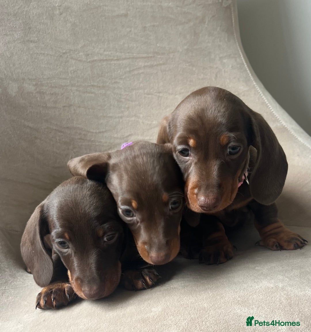 Miniature Dachshund dogs for sale: Charming Miniature Dachshund Puppies 2 Girls 1 Boy - Image 1