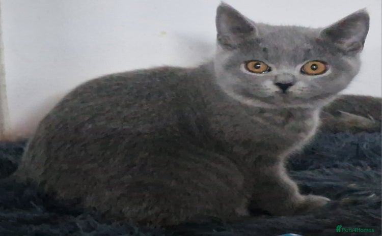 British Shorthair cats - Advert 3