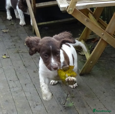 English Springer Spaniel dogs - Advert 5