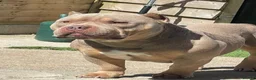 American Bully dogs for sale: American Pocket bully puppy’s  in Weymouth - Advert 5