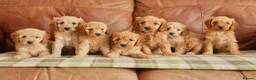 Cavapoo dogs for sale: Quality Health Tested F1b Miniature Cavapoos - Advert 9