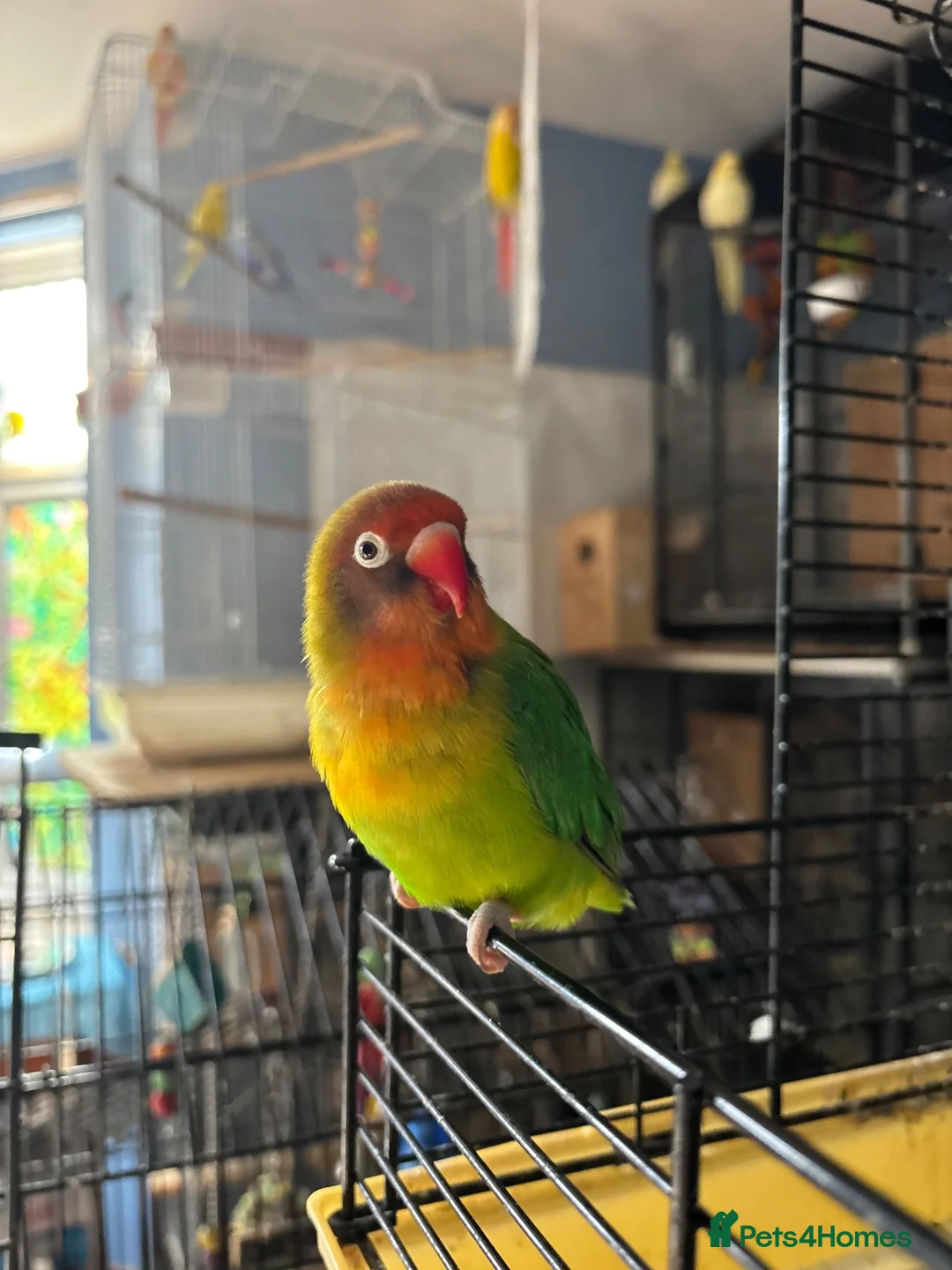 Lovebirds birds for sale: Lovely young birds for sale - Advert 8