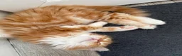 Mixed Breed cats for sale: Ragdoll x Persian Kittens (ONLY 4 left) in Dunstable - Advert 19
