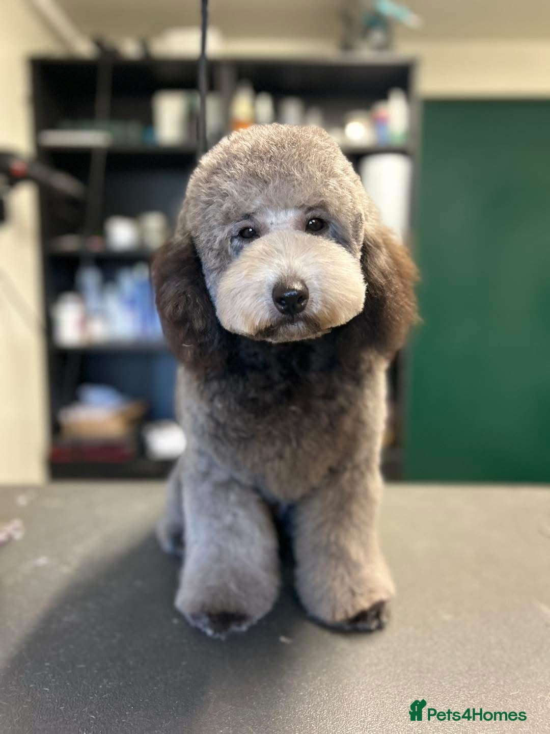 Miniature Poodle dogs for sale: OUTSTANDING SILVER MINI POODLES BEST IN 🇬🇧  - Advert 4