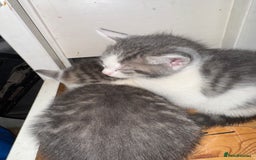 Toyger cats for sale: Toyger kittens  - Advert 4