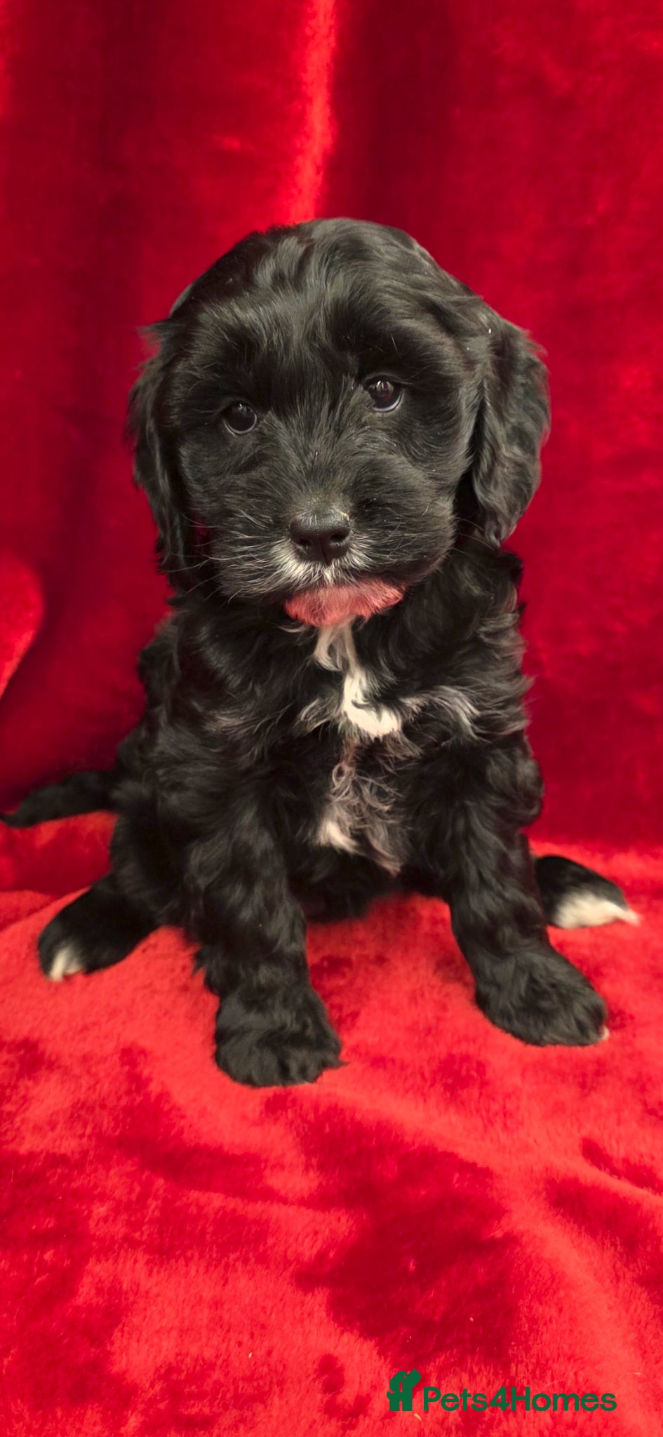 Cockapoo dogs Stunning F1 Cockapoo puppys  - Advert 5