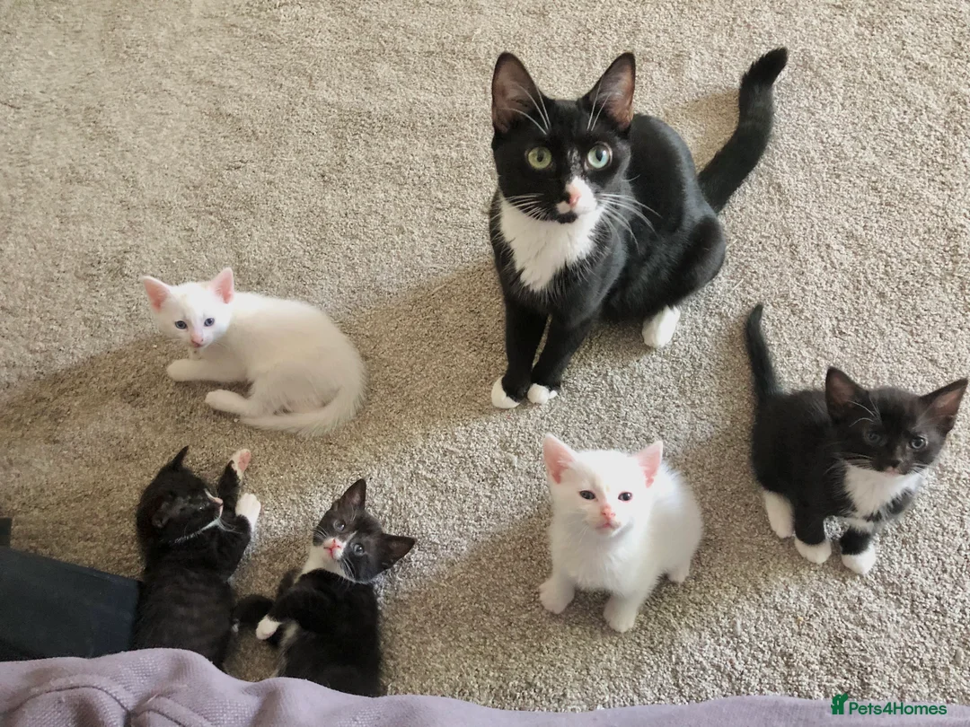 Khao Manee cats for sale: 8 week old khao manee kitten ready to leave now  - Advert 4