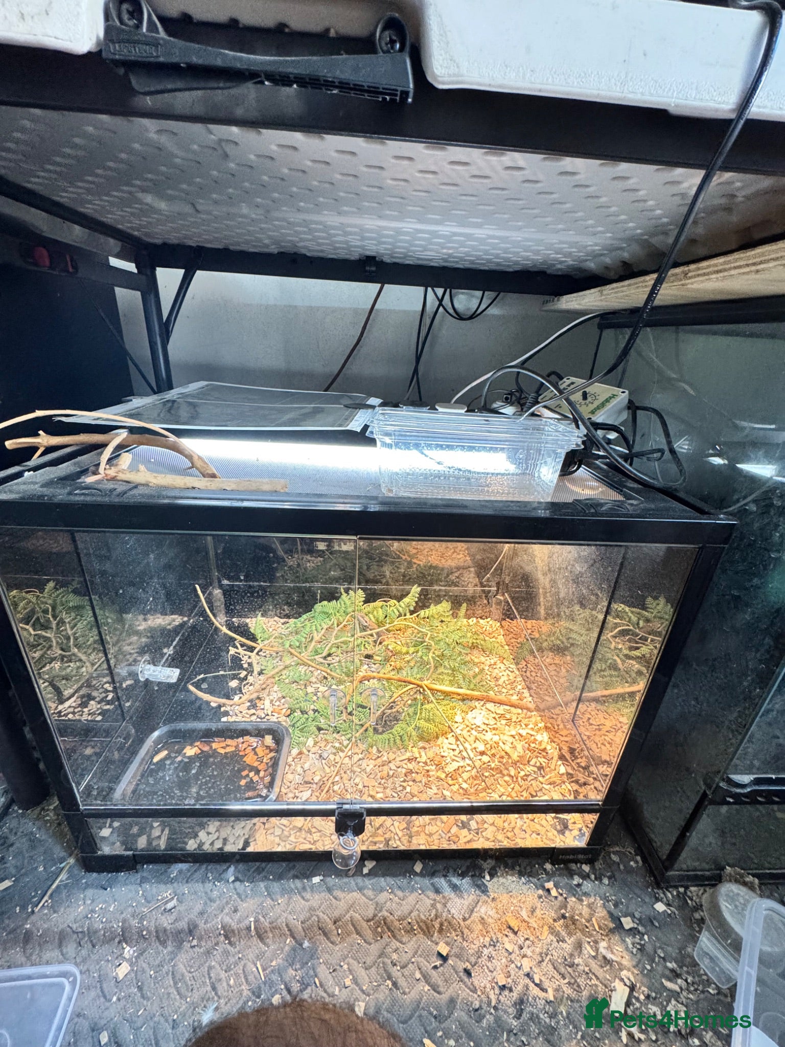 Bearded Dragon reptiles Baby bearded dragon with set up  - Advert 1