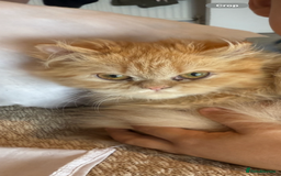 Persian cats for sale: Persian  gorgeous kitten(1 girl) in London - Image 22