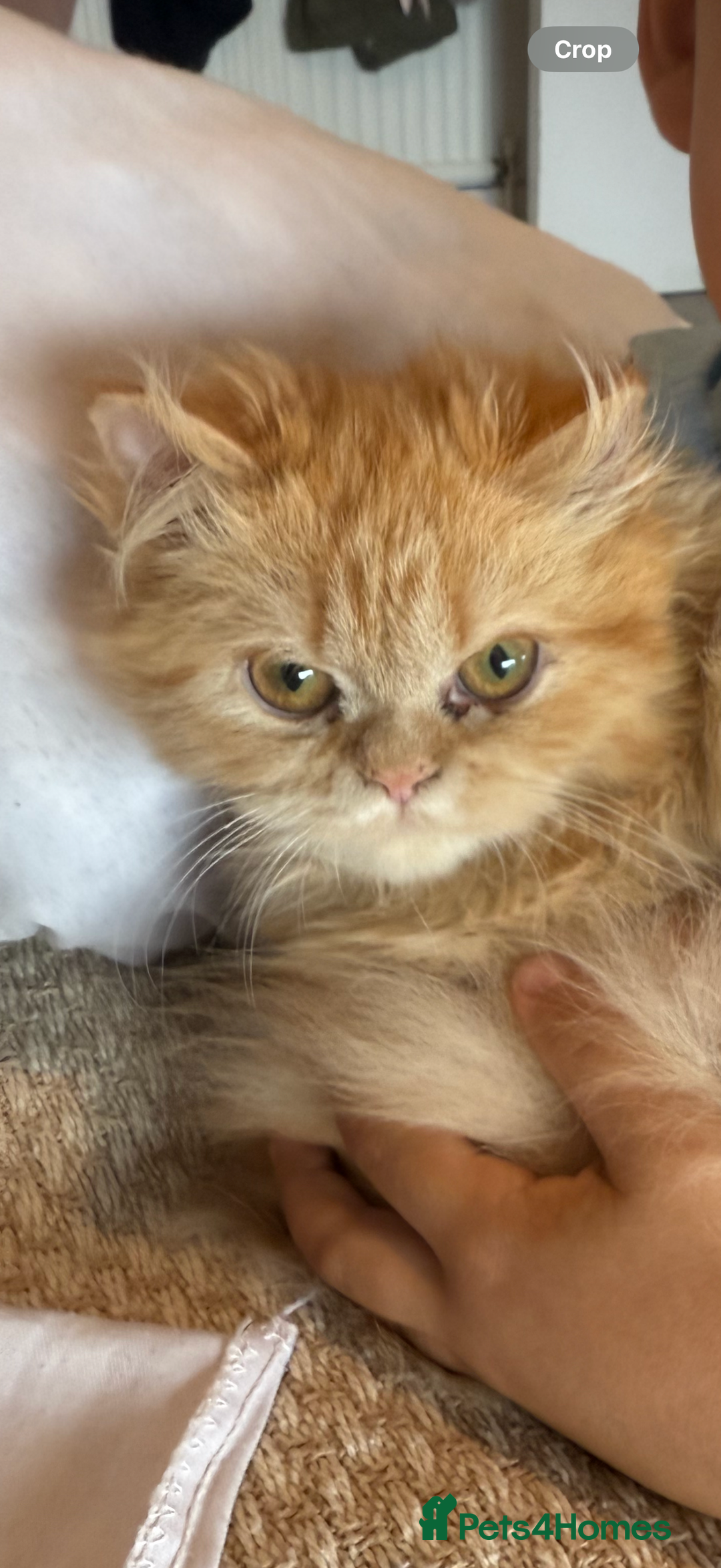Persian cats for sale: Persian  gorgeous kitten(1 girl) in London - Image 22