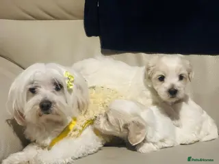 Maltese dogs Maltese puppies - Advert 7