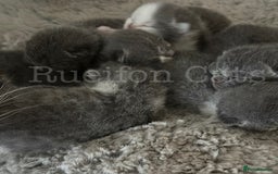 British Shorthair cats for sale: British shorthair-GCCF pedigree champion bloodline - Image 13