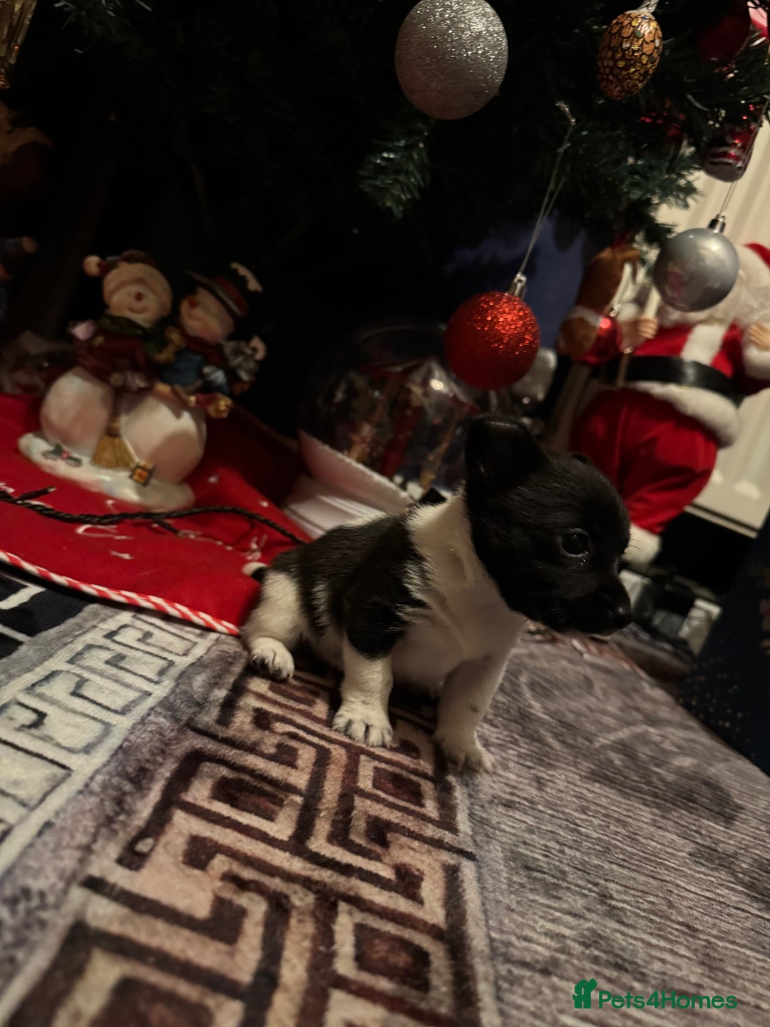 Mixed Breed dogs for sale: Beautiful chihuahua cross Jack Russell puppy  - Advert 2