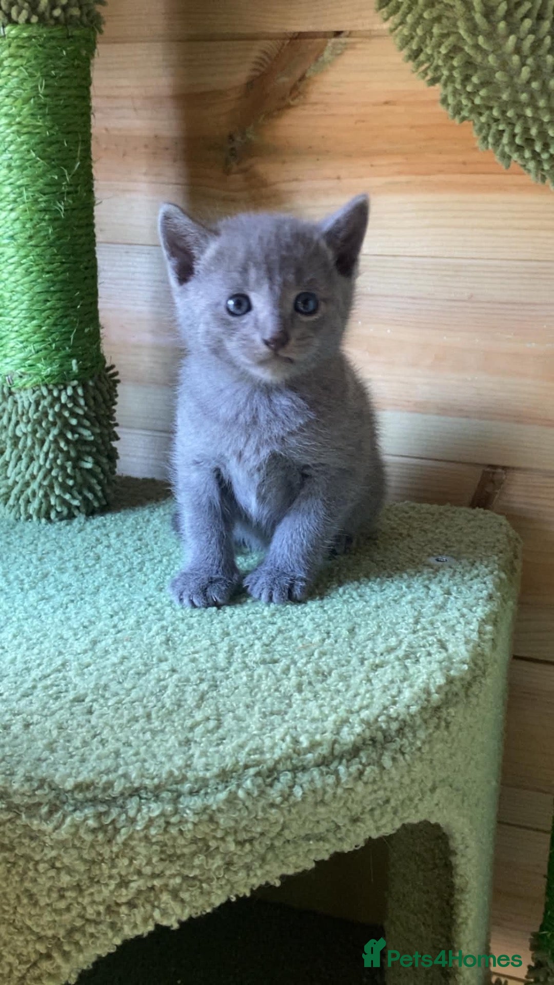 Russian Blue cats 💙6 GCCF Pure Pedigree Russian Blue Kittens💙 - Advert 5
