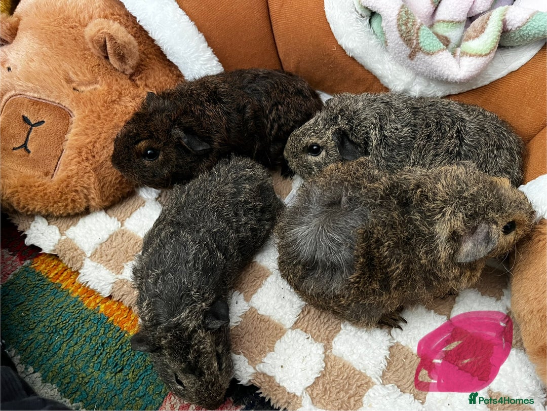 Guinea Pig rodents for sale: Female & Male Baby Guinea Pigs - Advert 5