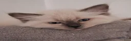Ragdoll cats for sale: Pure bred Female Ragdoll Kittens Bi-Colour  - Advert 3