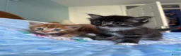 Mixed Breed cats for sale: 2 male, 1 female adorable kittens for sale - Advert 4