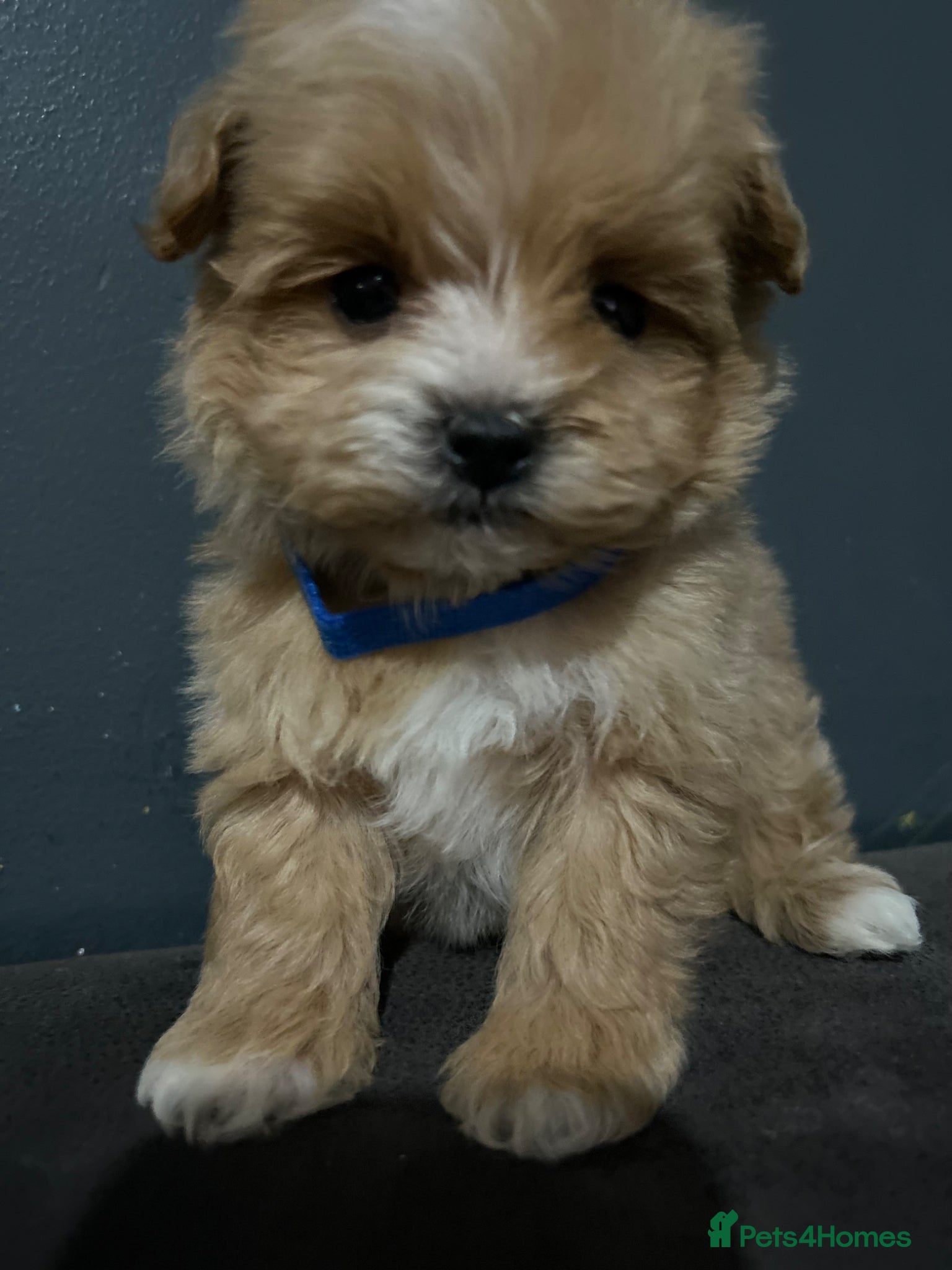 Maltipoo dogs Toy maltipoo Ready to leave soon - Advert 1