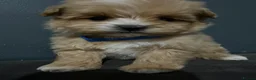 Maltipoo dogs for sale: Toy maltipoo Ready to leave - Advert 6