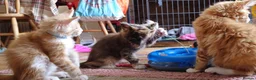 Maine Coon cats for sale: TICA reg Maine coons - Advert 8