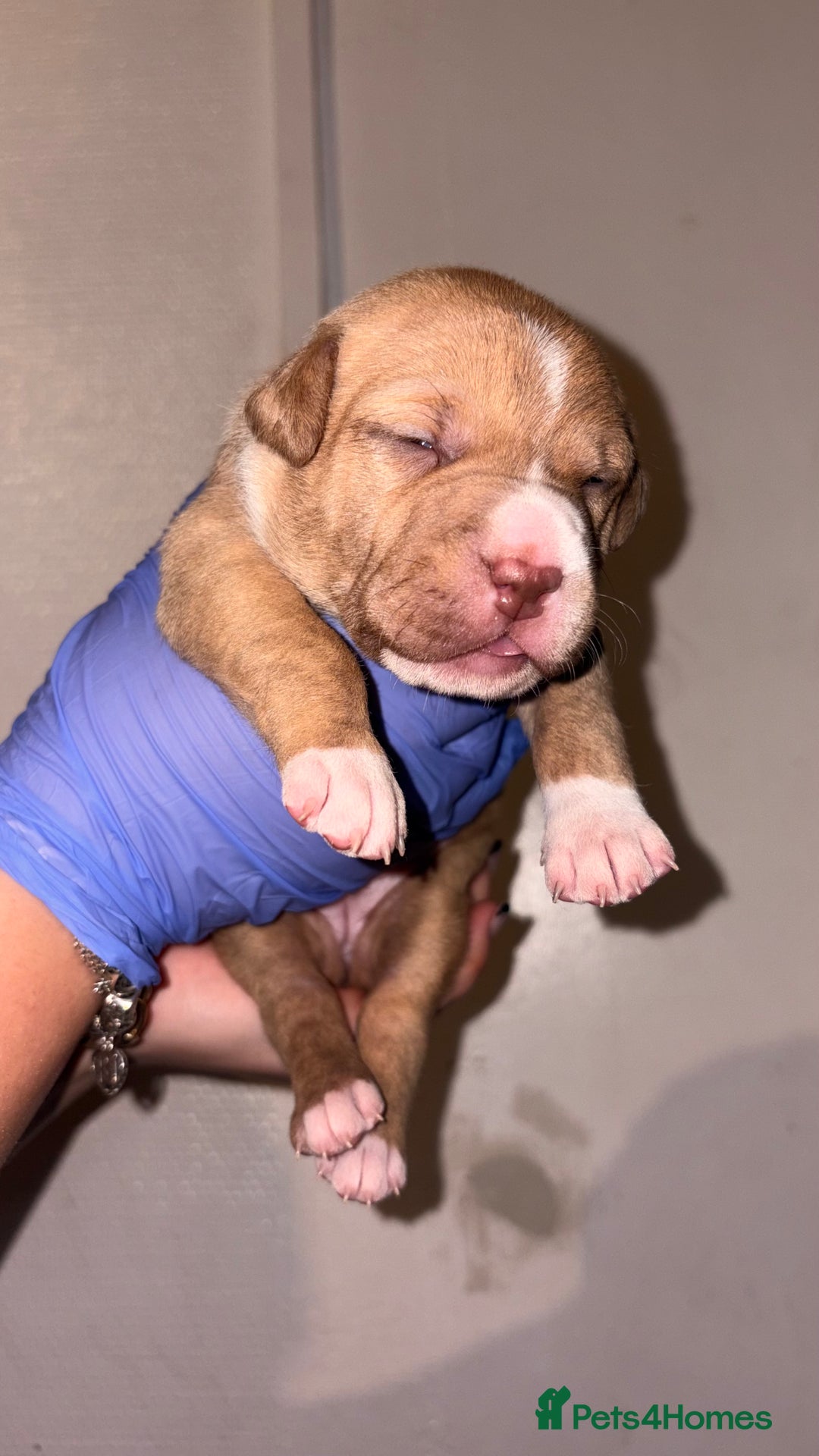 American Bull Staffy dogs for sale: 2 beautiful puppies available - Advert 3