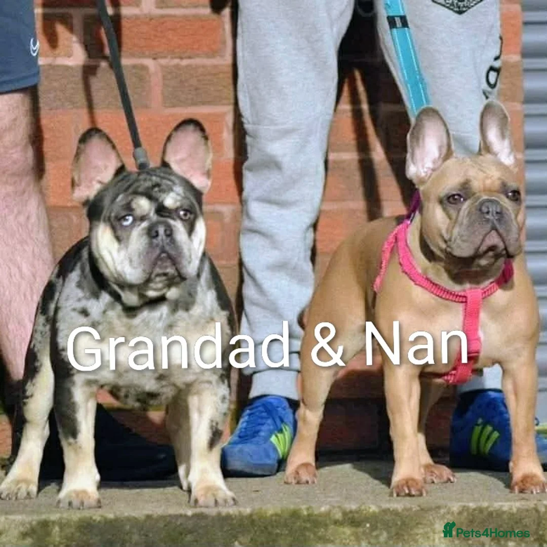 French Bulldog dogs for sale: French Bulldog Cream Blue Merle  - Advert 2