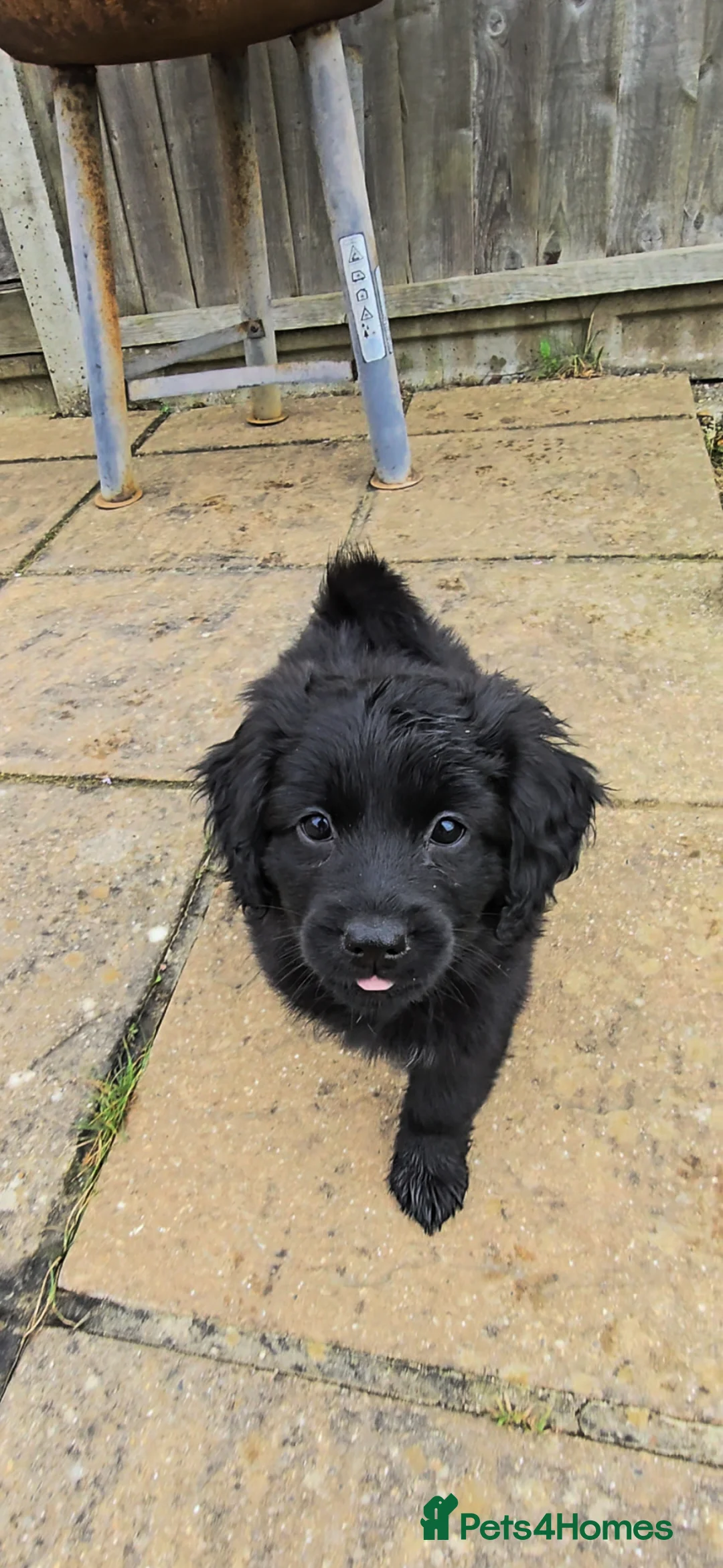 Mixed Breed dogs for sale: ONLY TWO LEFT female pomspitz x Cockerpoo Puppies  - Advert 2