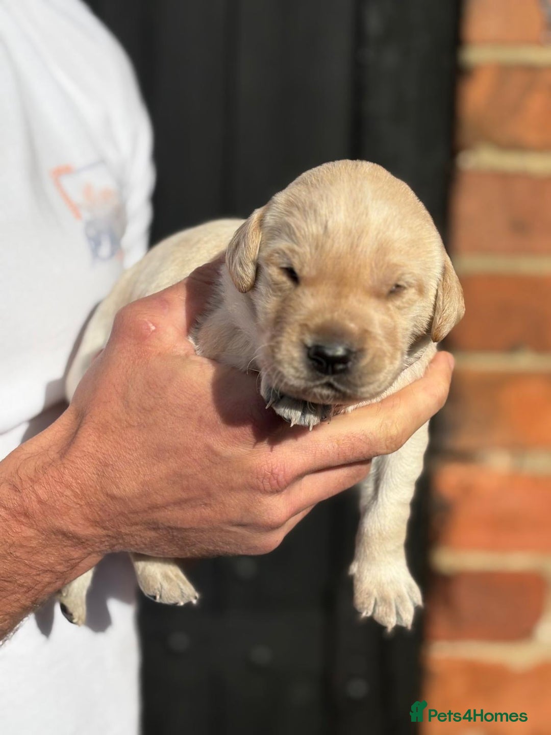 Labrador Retriever dogs for sale: Black & yellow working Labrador puppies  - Image 4