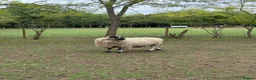 Sheep livestock for sale: 2 pedigree valais ewes and 2 gritstone ewes - Advert 3
