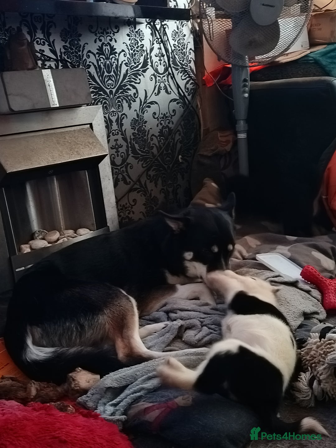 Mixed Breed dogs for sale: Husky mix Labrador  - Advert 9