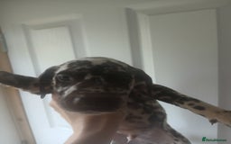 Dalmatian dogs for sale: Dalmatian Ready to home 1×girl 1× boy(£550)) - Image 19