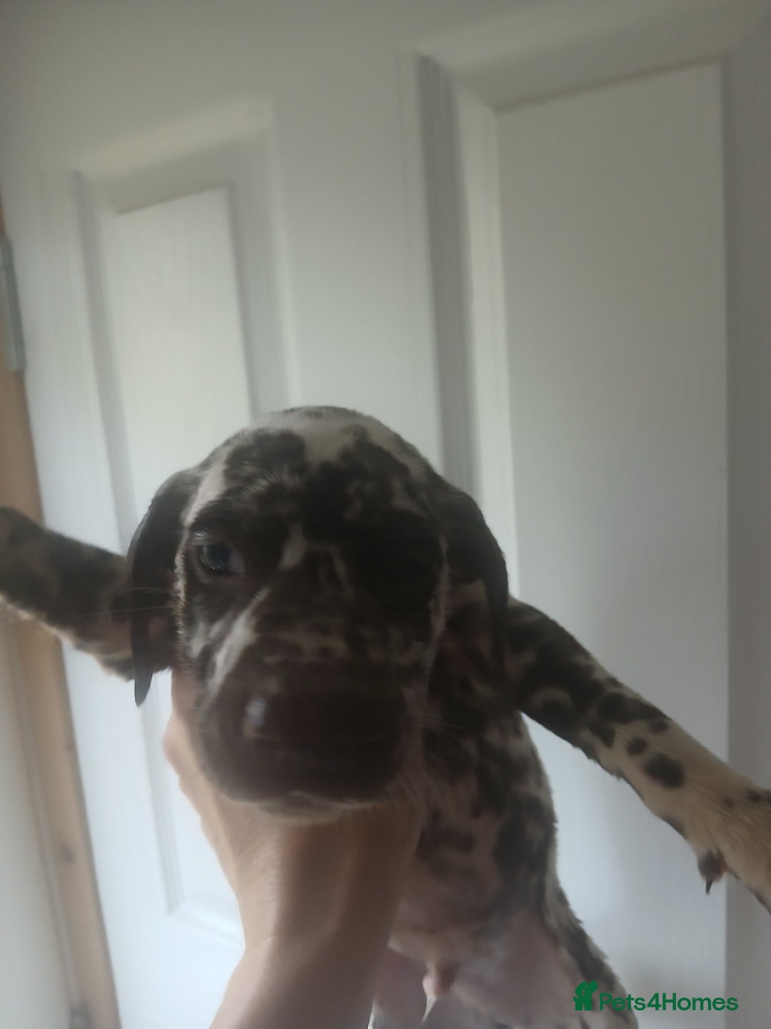 Dalmatian dogs for sale: Dalmatian Ready to home 1×girl 1× boy(£550)) - Image 19