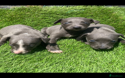 Whippet dogs for sale: Stunning kc reg whippet pups (last few remaining)  - Image 17