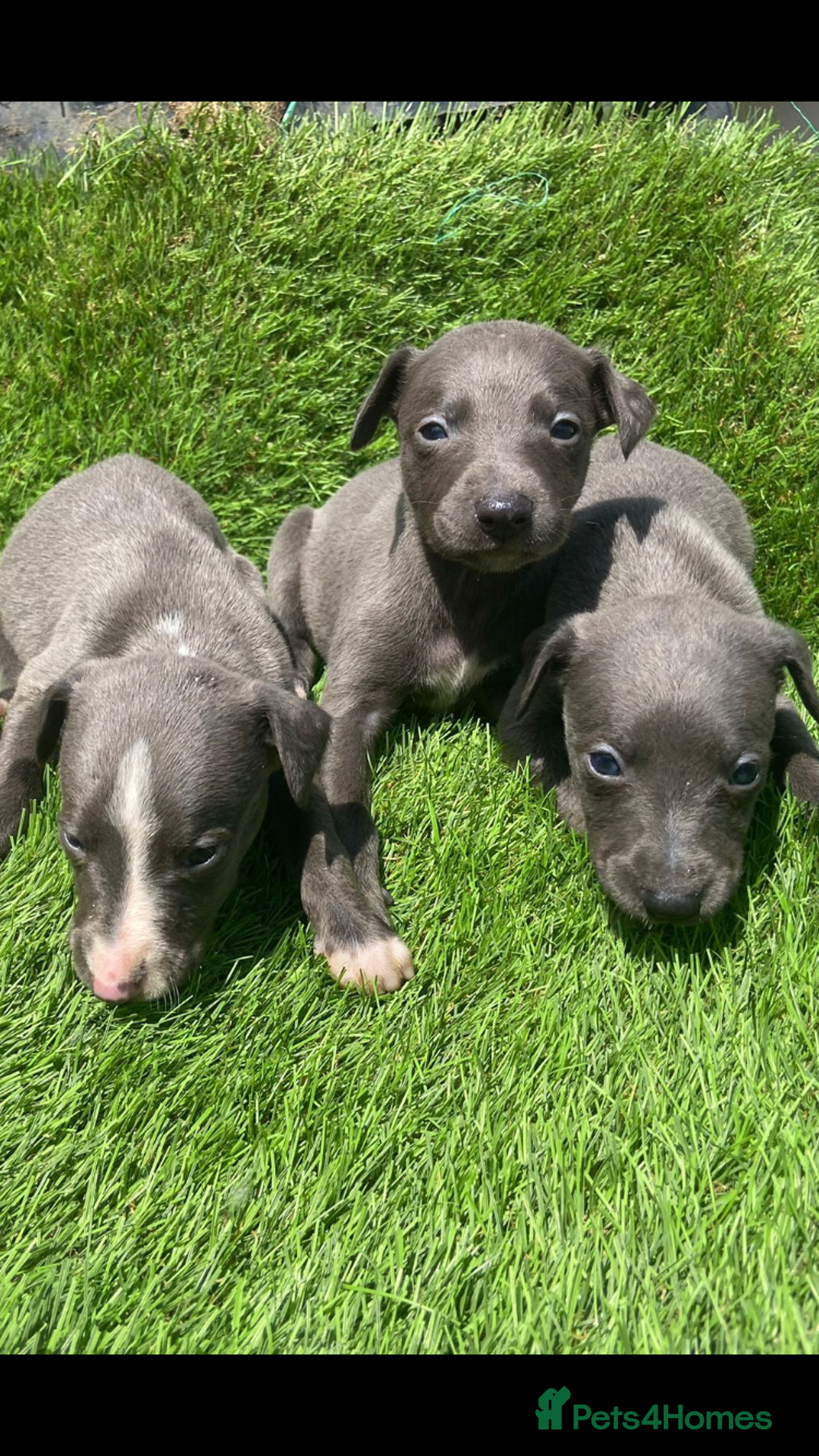 Whippet dogs for sale: Stunning kc reg whippet pups (last few remaining)  - Image 17