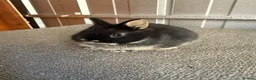 Netherland Dwarf rabbits for sale: Pure Bred Netherland Dwarf Rabbits - Advert 5