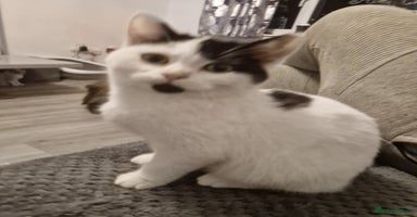 Selkirk Rex cats Tica reg  pedigree selkirk rex kittens ready now  - Advert 9