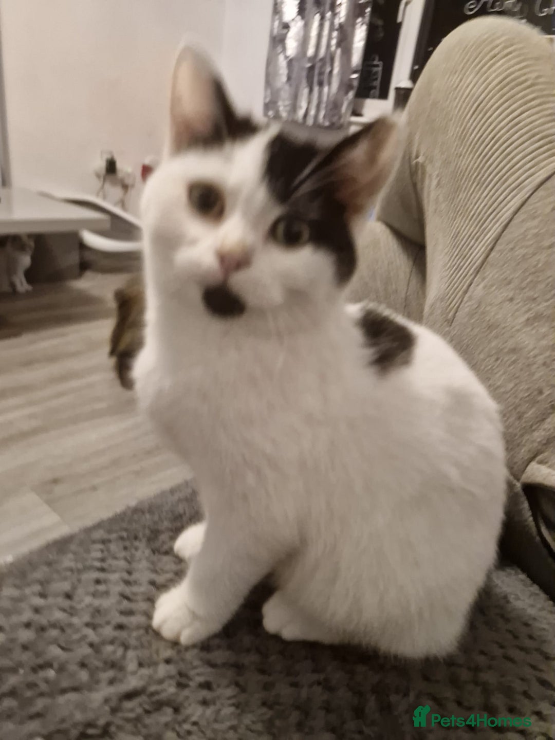 Selkirk Rex cats for sale: Tica reg  pedigree selkirk rex kittens ready now  - Advert 32