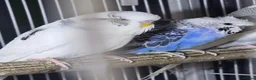 Budgerigars birds for sale: Hogoromo Pied budgies  - Advert 7